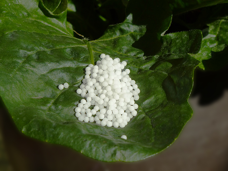 Petras Tierheilpraxis, Leistungen, Klassische Homöopathie